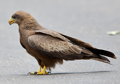 Yellow-billed Kite